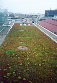 Aggregate planted sedum mats